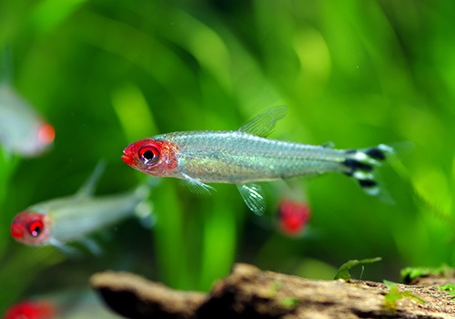 熱帯魚】 イエローテールラミーノーズテトラ WILD 1匹 | 熱帯魚 
