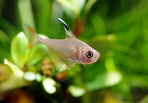 熱帯魚】 ロベルツィテトラ WILD 5匹 | 熱帯魚,カラシンWild | AQUA-F