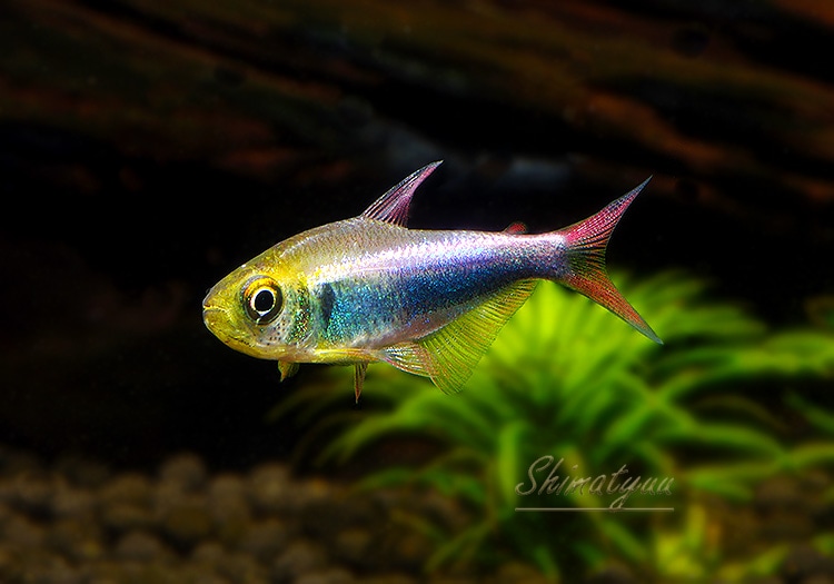 熱帯魚 ファラガテトラ Wild 3匹 熱帯魚 カラシンｗild Aqua F東京店通販ショップ