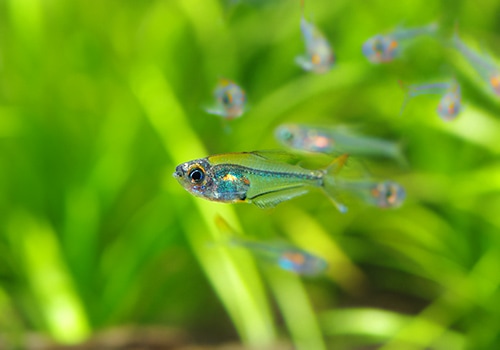 熱帯魚】 クリスタルレインボー・テトラ WILD 1匹 | 熱帯魚,カラシン