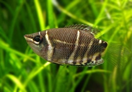 ��Ǯ�ӵ��ۡ����祳�졼�ȥ���ߡ���5ɤ��