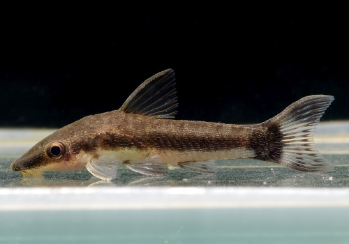 熱帯魚】 オトシンクルス WILD “アマゾンリバー” 10匹 | プレコ