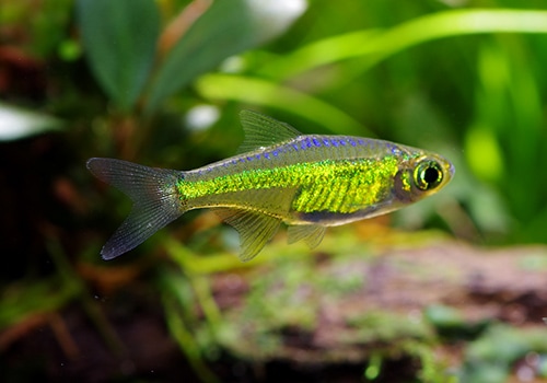 ぽぽろん フィラノ クロコ調グリーン ブルー レッド３個まとめて ぽぽろん様専用 フィラノ クロコ調グリーン ブルー レッド3個まとめて