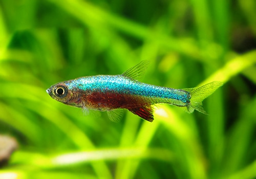 熱帯魚】 ラスボラ・アクセルブロディ ブルー 1匹 | 熱帯魚,ラスボラ