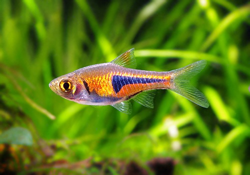 熱帯魚 ラスボラ エスペイ 5匹 熱帯魚 ラスボラ コイ ローチ Aqua F東京店通販ショップ