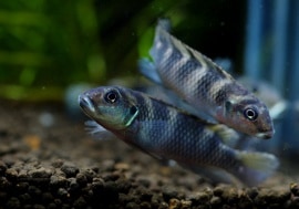 ʥΥߥȥ󥹥٥ƥȥ󥴡ɡףɣ̣ġУ