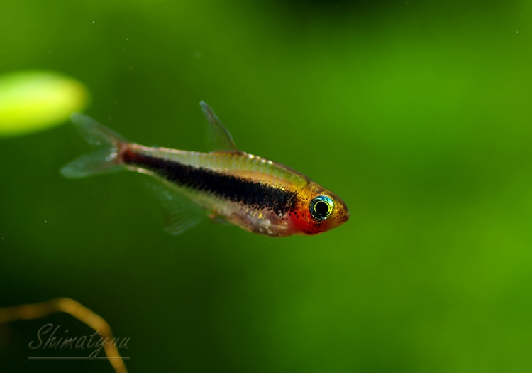 道楽　DOWLUCK　ドウラク　ドライビングミノー　唐青　研出し　レアカラー 熱帯魚】 トゥッカーノテトラ WILD 1匹 | 熱帯魚,カラシンWild | AQUA