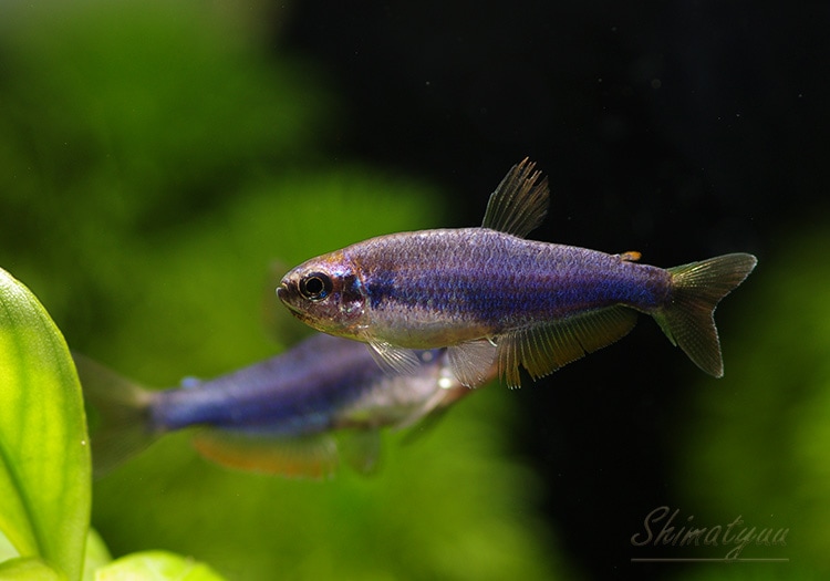 熱帯魚】 スーパーブルー・インパイクティスケリー 1匹 | 熱帯魚