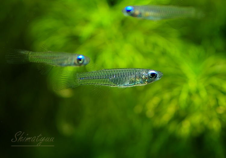 熱帯魚 アフリカン ランプアイ 10匹 熱帯魚 メダカ類 卵性メダカ Aqua F東京店通販ショップ