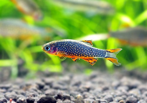 熱帯魚 ミクロラスボラ Sp ハナビ 10匹 熱帯魚 ラスボラ コイ ローチ Aqua F東京店通販ショップ