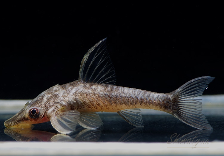 熱帯魚 ブラック バンパイアオトシン 1匹 プレコ オトシンクルス ファロエラ 他 Aqua F東京店通販ショップ