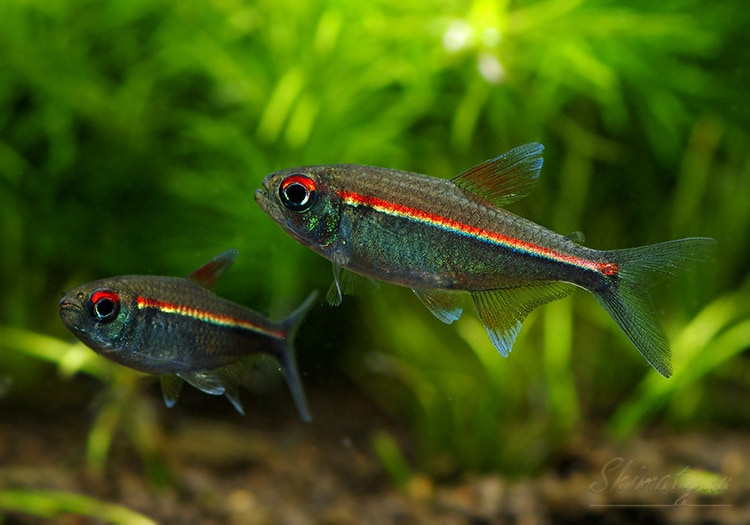 熱帯魚】 ヘミグラムス コエルレウス “ベネズエラ” WILD 1匹 | 熱帯魚