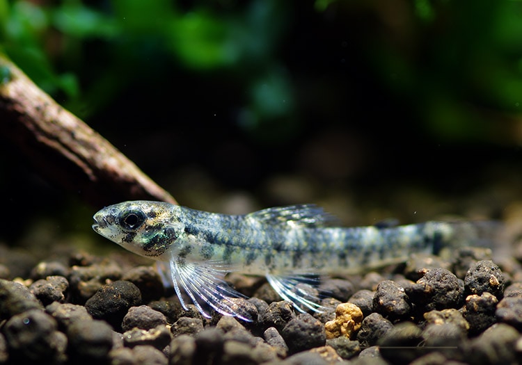 熱帯魚】 グリーンジェットダータ・テトラ “ジャリ産” WILD 1匹