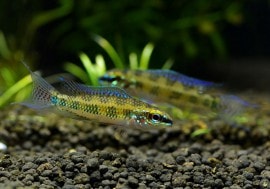 ǥեȥףɣ̣ġcaño fruta ɡ1ɤ