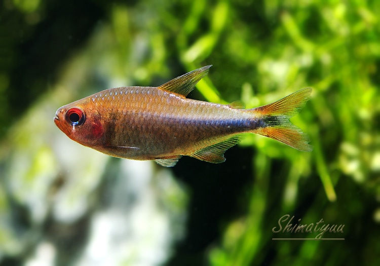 熱帯魚】 レッドフィンブルーベリーインパイクティステトラ WILD 3匹