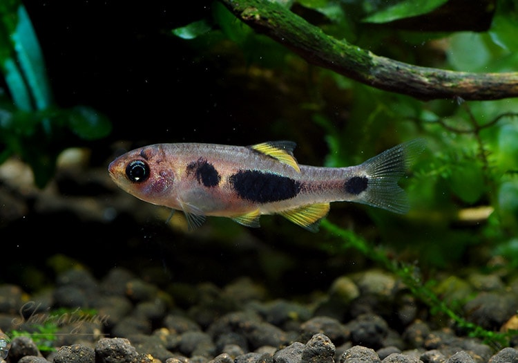 熱帯魚 バタフライバルブ 3pr 熱帯魚 ラスボラ コイ ローチ Aqua F東京店通販ショップ