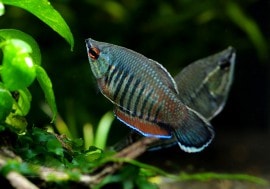 ��Ǯ�ӵ��ۡ����ե����ꥯ�ƥ������Х����ƥ���1ɤ��