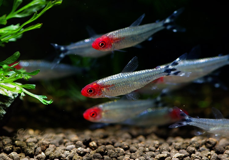 熱帯魚 ブリリアントラミーノーズ テトラ 10匹 熱帯魚 カラシンｂｒeed Aqua F東京店通販ショップ