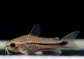 C��ԥ��ޥ�������WILD��10ɤ