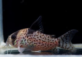 C��쥦����饹��WILD���ȥ�����ӥ��ɡ�1ɤ