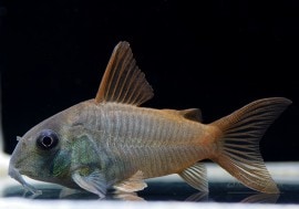 コリドラス 淡水魚】 激安 コリドラス スーパーシュワルツィ ワイルド【1匹