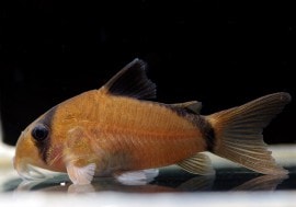 C��᥿����WILD��3ɤ