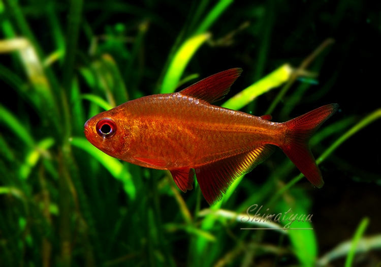 熱帯魚】 レッドチェリーテトラ “ジュルエナ” ブラジルブリード 3匹