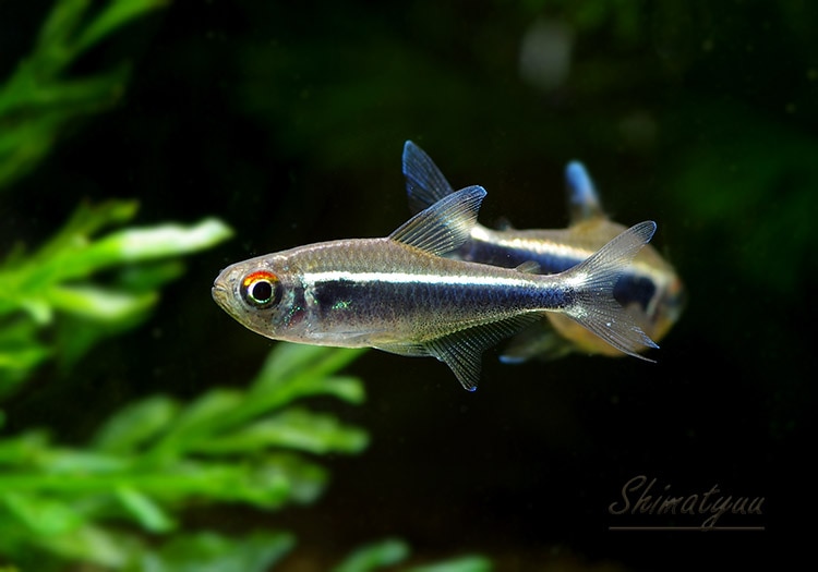 熱帯魚】 イエローブラックネオン・テトラ “パンタナル” WILD 3匹