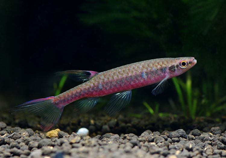 熱帯魚】 コペラ・ビルマエ “Rio japura” WILD 1匹 | 熱帯魚,カラシン