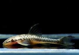 ��Ǯ�ӵ��ۡ��ҥݥץȥݥޡ�sp. �������졼�ȡ���Hypoptopoma sp. esqueleto�� ��3ɤ