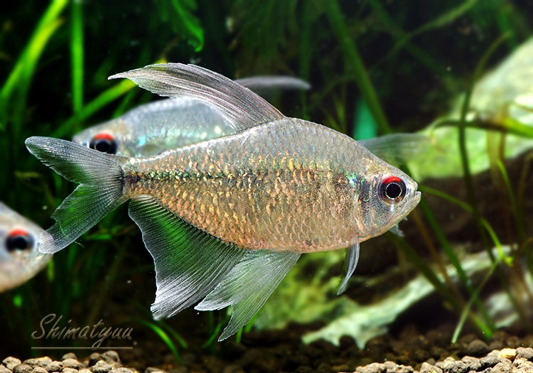 熱帯魚 ダイヤモンド テトラ M Wild ベネズエラ産 1匹 熱帯魚 カラシンｗild Aqua F東京店通販ショップ