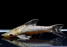 ��Ǯ�ӵ��ۡ��ҥݥץȥݥ� sp. �ȥ�����ӥ����ɡ���Hypoptopoma sp��