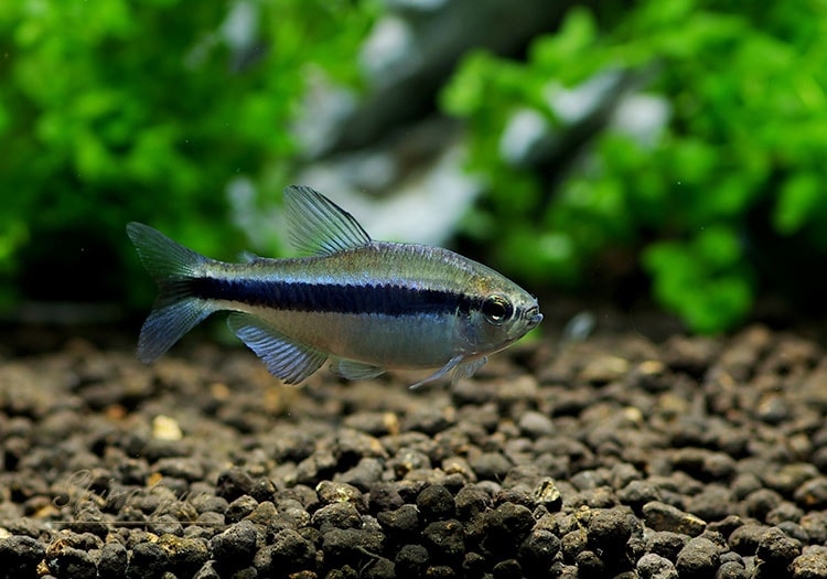 熱帯魚】 ラピス・テトラ WILD 3匹 | 熱帯魚,カラシンWild | AQUA-F