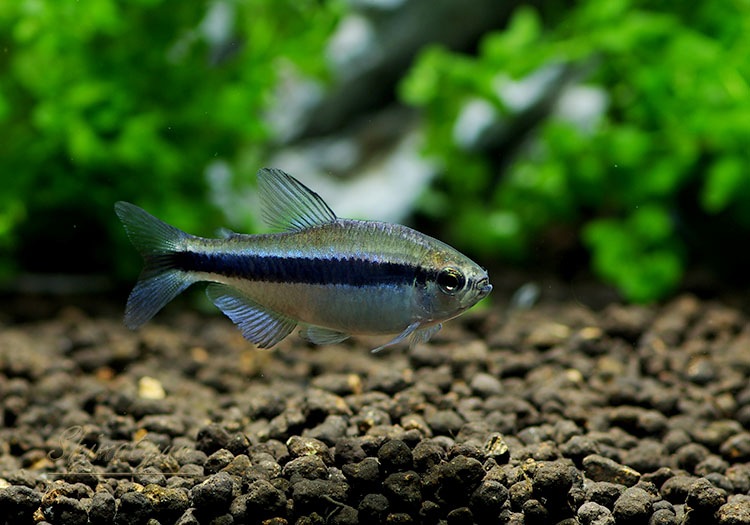 熱帯魚】 ラピス・テトラ WILD 1匹 | 熱帯魚,カラシンWild | AQUA-F