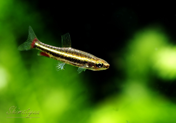 熱帯魚】 ナノストムス・アンドゥゼイ “アダパポ” WILD 1匹 | 熱帯魚