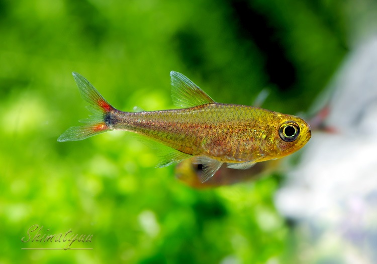 熱帯魚】 ウォルターレッド テトラ WILD 1匹 | 熱帯魚,カラシンWild