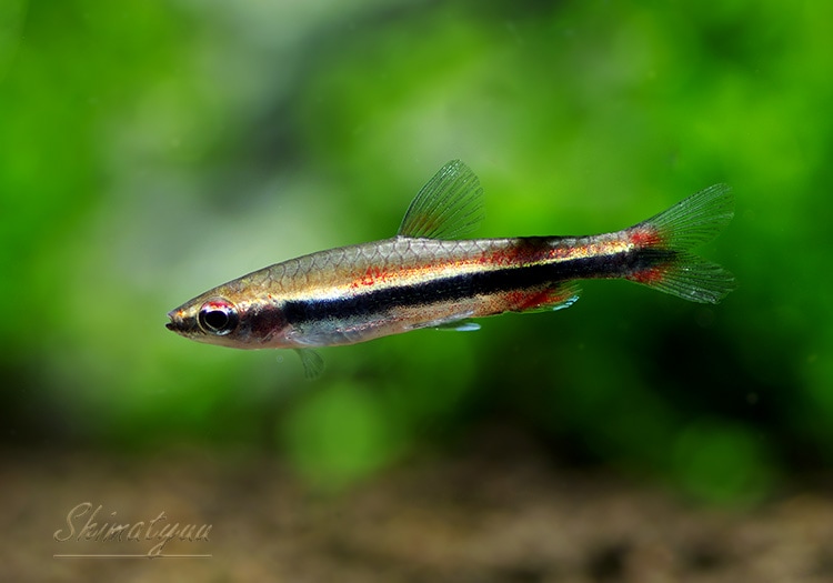 熱帯魚】 ナノストムス・ベックホルディ “サリバトールバイヤ” WILD 5