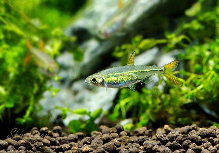 熱帯魚】 ジェリービーン・テトラ WILD 5匹 | 熱帯魚,カラシンWild