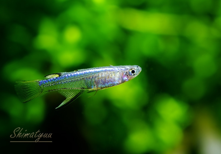 ミシェル・ジュリ　①熱い太陽、深海魚　②不安定な時間 ミシェル・ジュリ ①熱い太陽、深海魚 ②不安定な時間 ミシェル