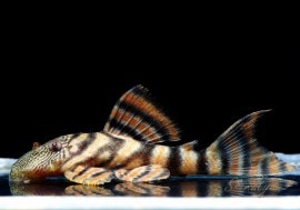 󥫡ӥ󥹥ץ쥳ȥ󥫡ɡ3ɤ