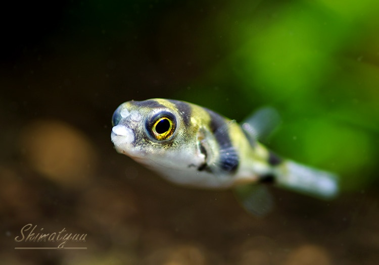 熱帯魚】 南米淡水フグ 1匹 | すべての商品 | AQUA-F東京店通販