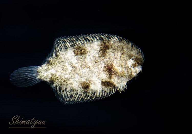 魚の本　北アメリカ淡水魚 楽天市場】図鑑 淡水魚 本の通販