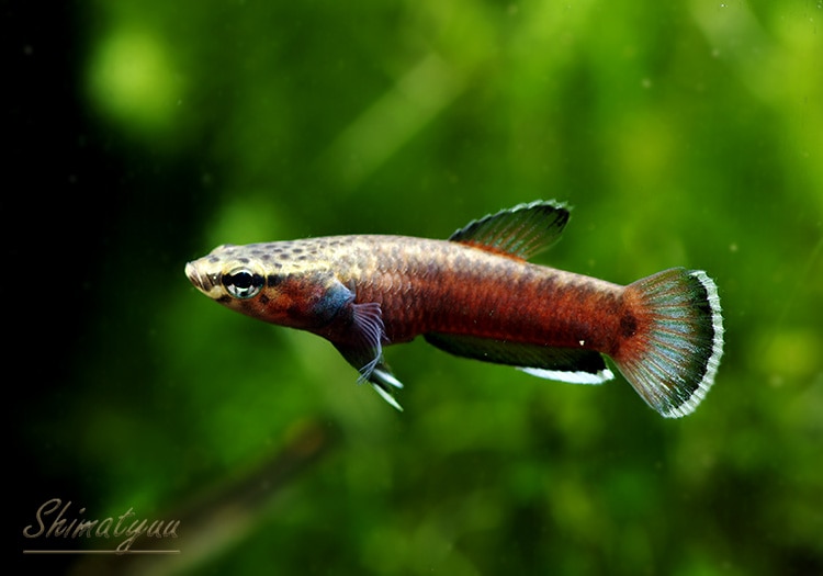 熱帯魚】 ベタ・アルビマルギナータ WILD 1Pr | 熱帯魚,ベタ・グラミー