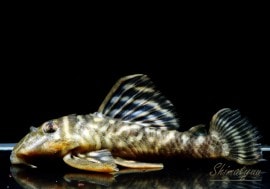 ����ʪ�����������ӥ롦�ڥ���ƥ������ȥ�����ɡ�WILD��ͺ���Ρ�No.01