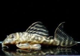 ����ʪ�����������ӥ롦�ڥ���ƥ������ȥ�����ɡ�WILD��ͺ���Ρ�No.02