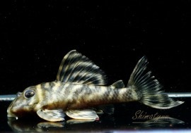 ����ʪ�����������ӥ롦�ڥ���ƥ������ȥ�����ɡ�WILD���������Ρ�No.03