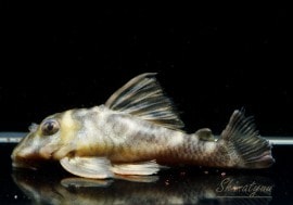 ����ʪ�����������ӥ롦�ڥ���ƥ������ȥ�����ɡ�WILD���������Ρ�No.04