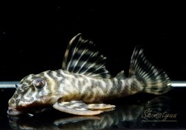 ¨���϶˾�ڥ�������ʪ�����������ӥ롦�ڥ���ƥ������ȥ�����ɡ�WILD�����У�No.05.06