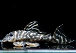 ����ʪ�����������ӥ롦�ڥ���ƥ������ȥ�����ɡ�WILD��ͺ���Ρ�No.07