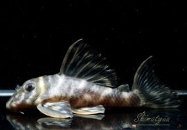 ����ʪ�����������ӥ롦�ڥ���ƥ������ȥ�����ɡ�WILD������Ρ�No.08